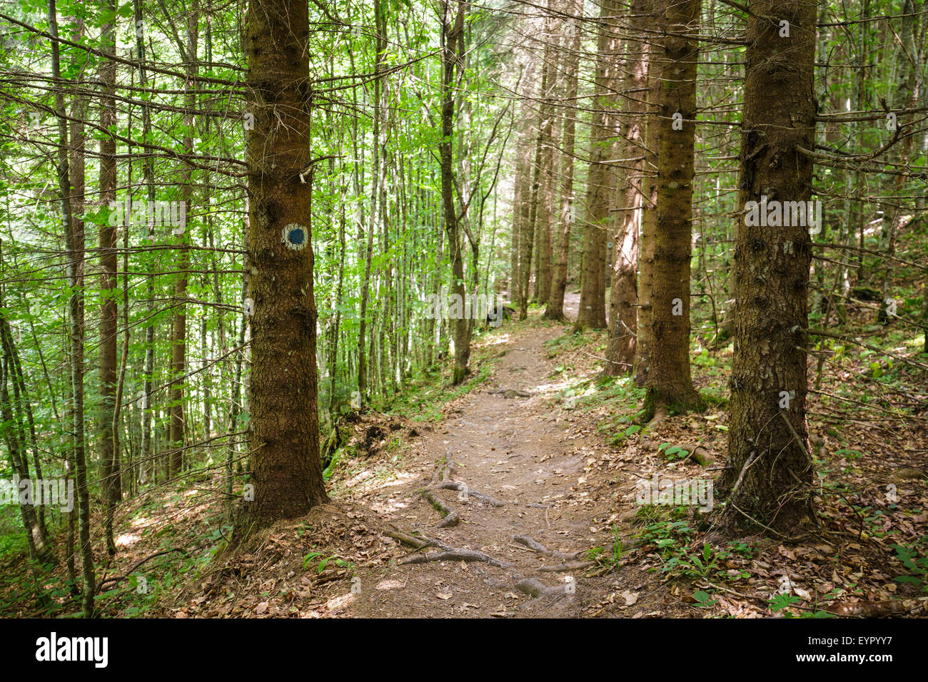 View through lush fir hi-res stock photography and images - Alamy