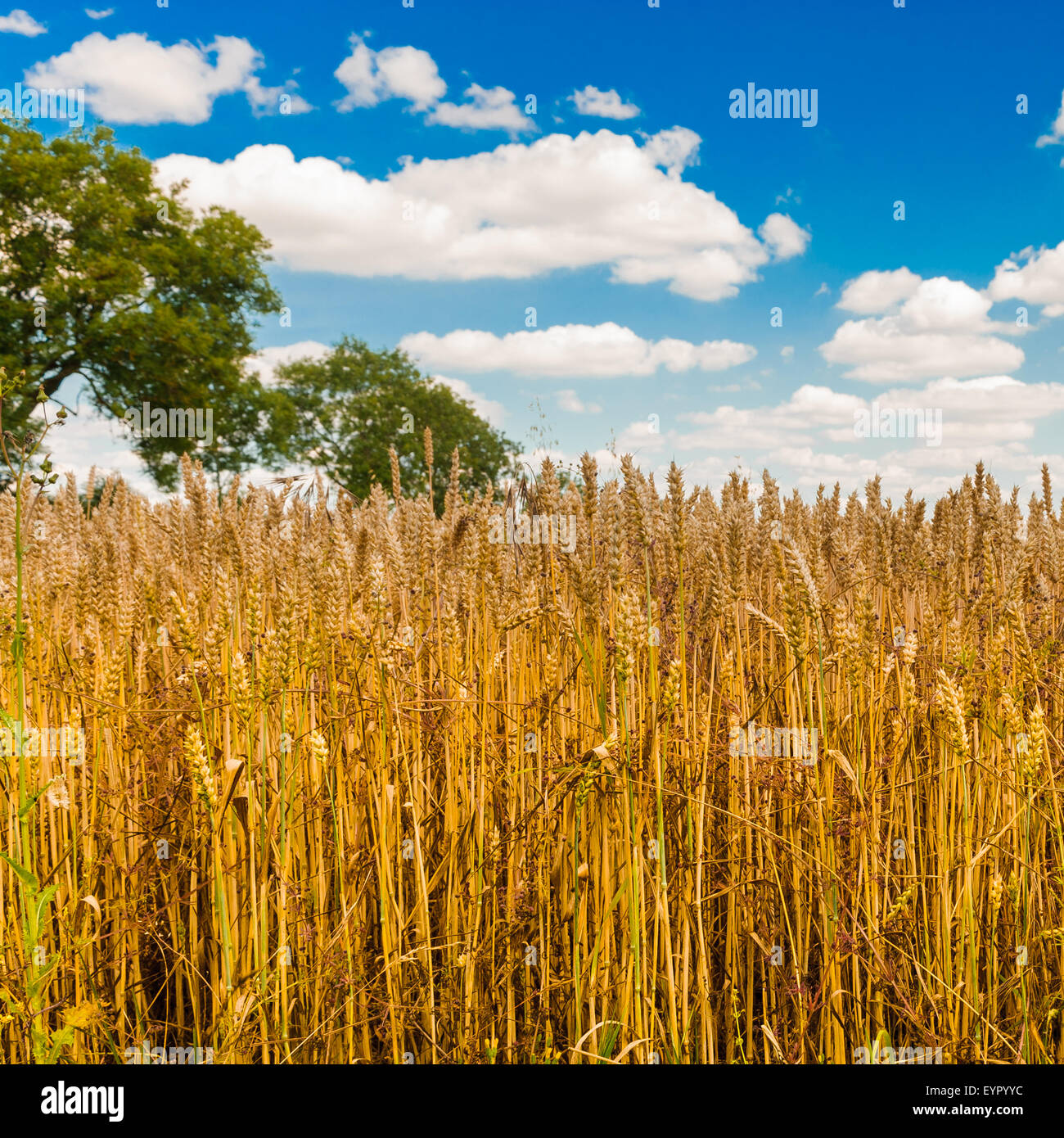 Large fields of wheat ready for harvesting under a summer sky Stock ...