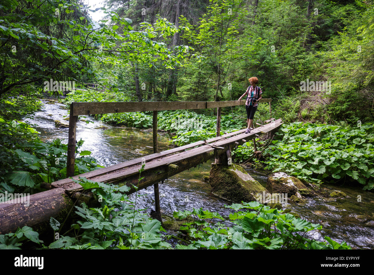 Woman crossing the river on a wooden bridge in the forest Stock Photo ...