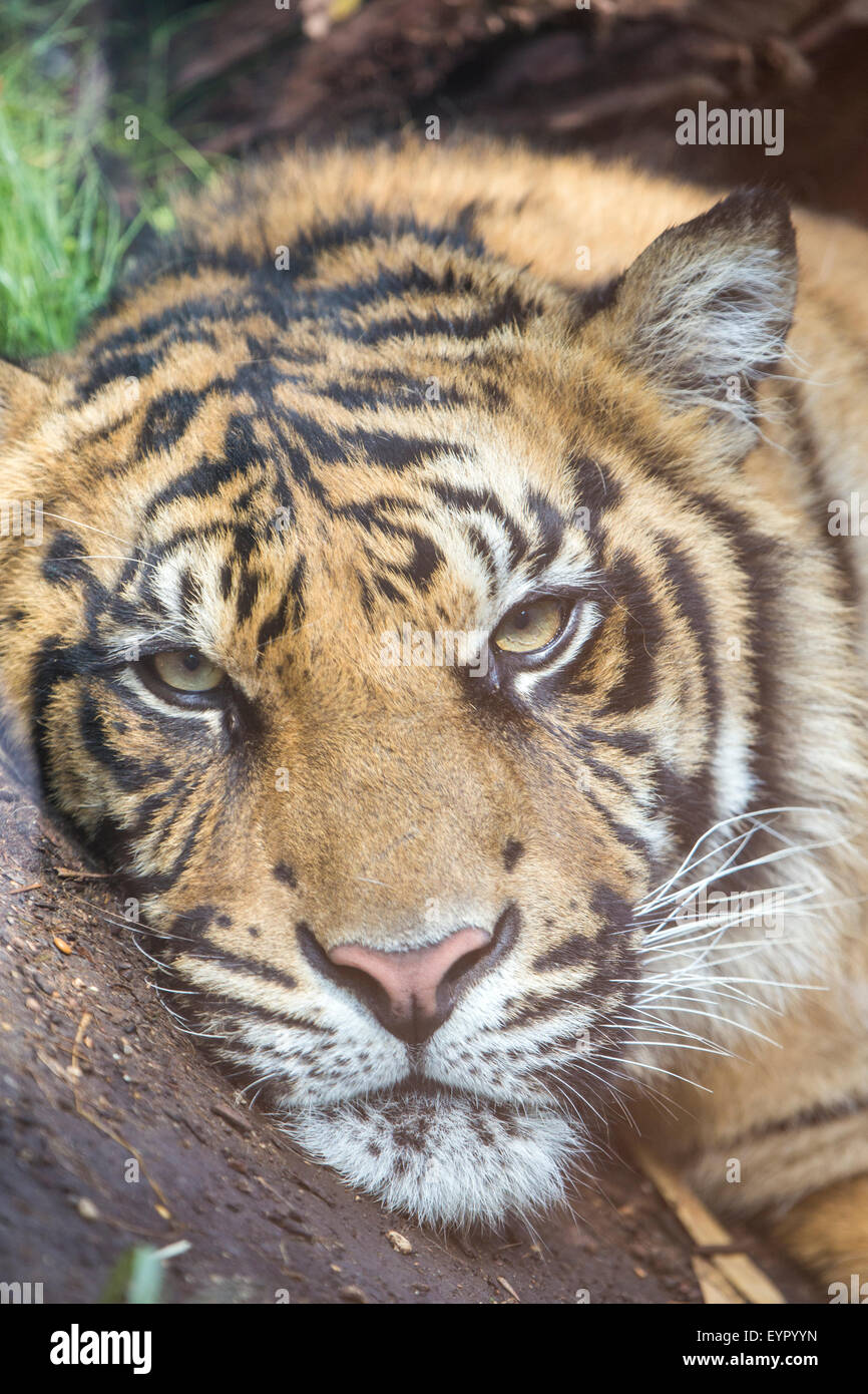 A tiger, Panthera tigris, is resting at the ground and looking at the camera. Vertical image Stock Photo