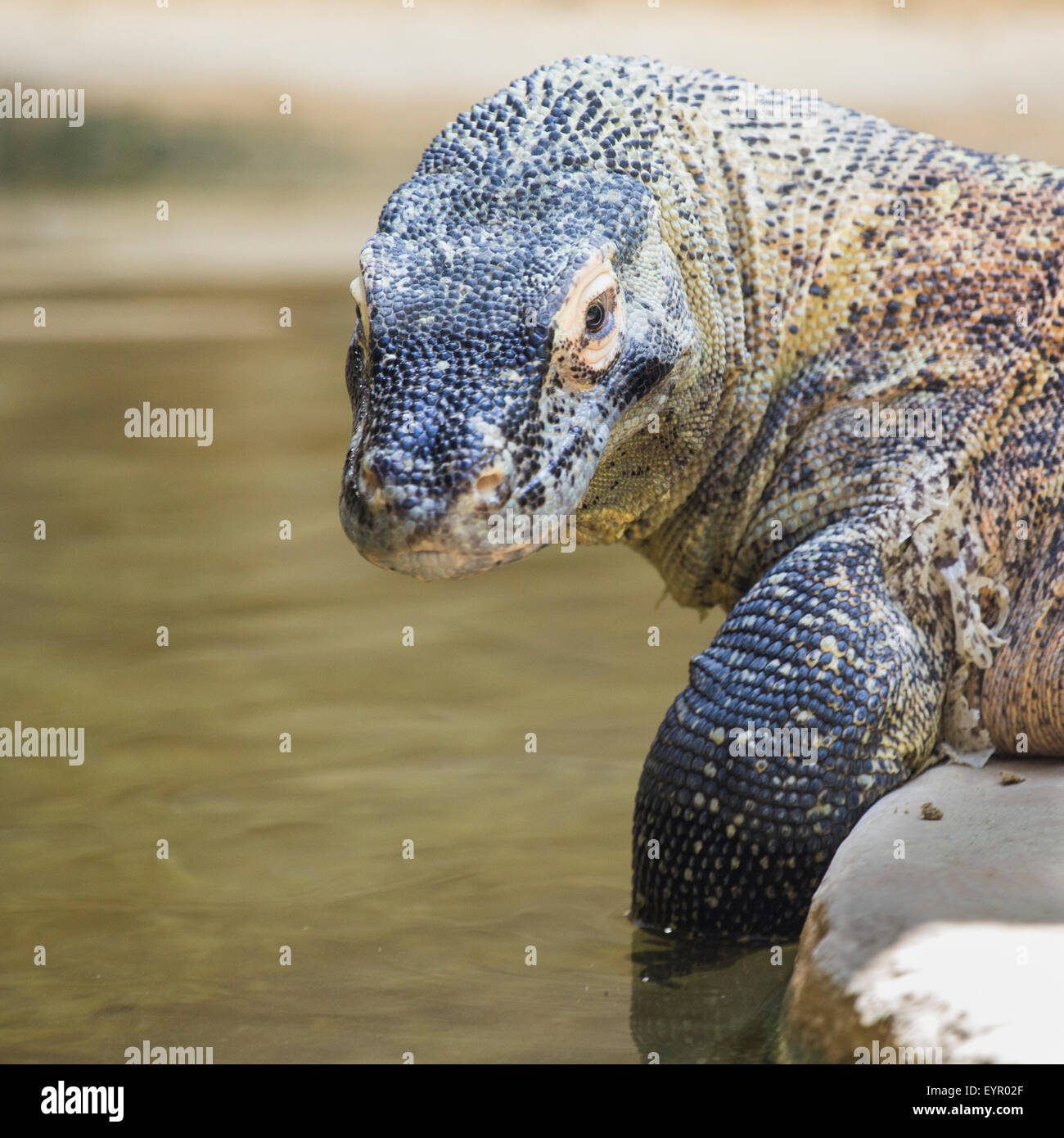A large Komodo dragon, Varanus komodoensis, near the water is looking at the camera Stock Photo