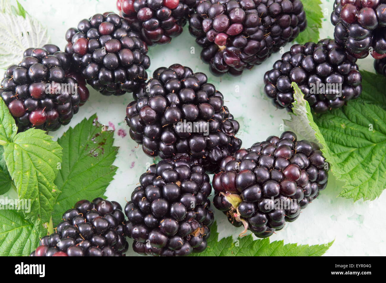 Fresh picked blackberries on blackberry leaf Stock Photo