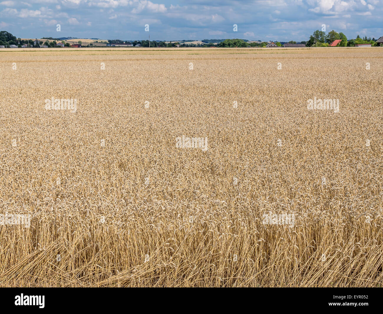 Partially harvested field of rye Stock Photo