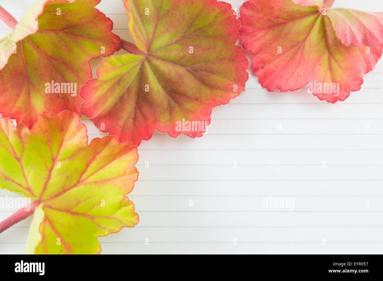 Colorful leaves on a notebook with copyspace. Romantic note background Stock Photo