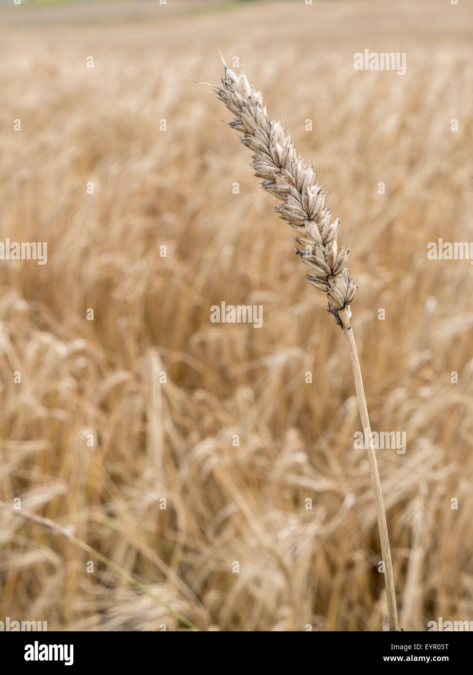 Ripened ear wheat over wheatfield Stock Photo