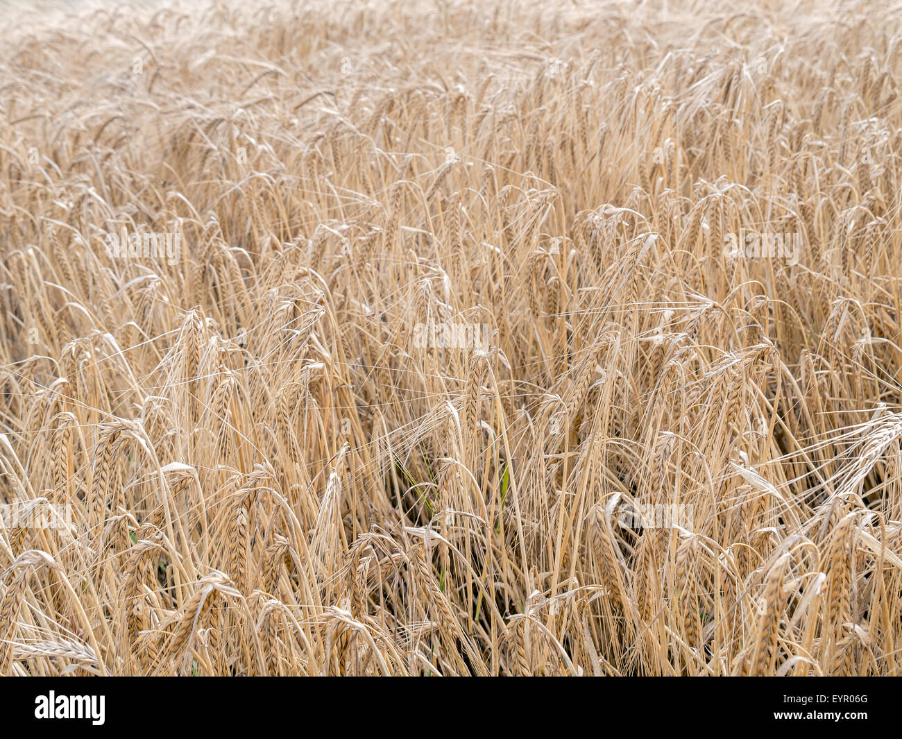 Field of ripened wheat Stock Photo