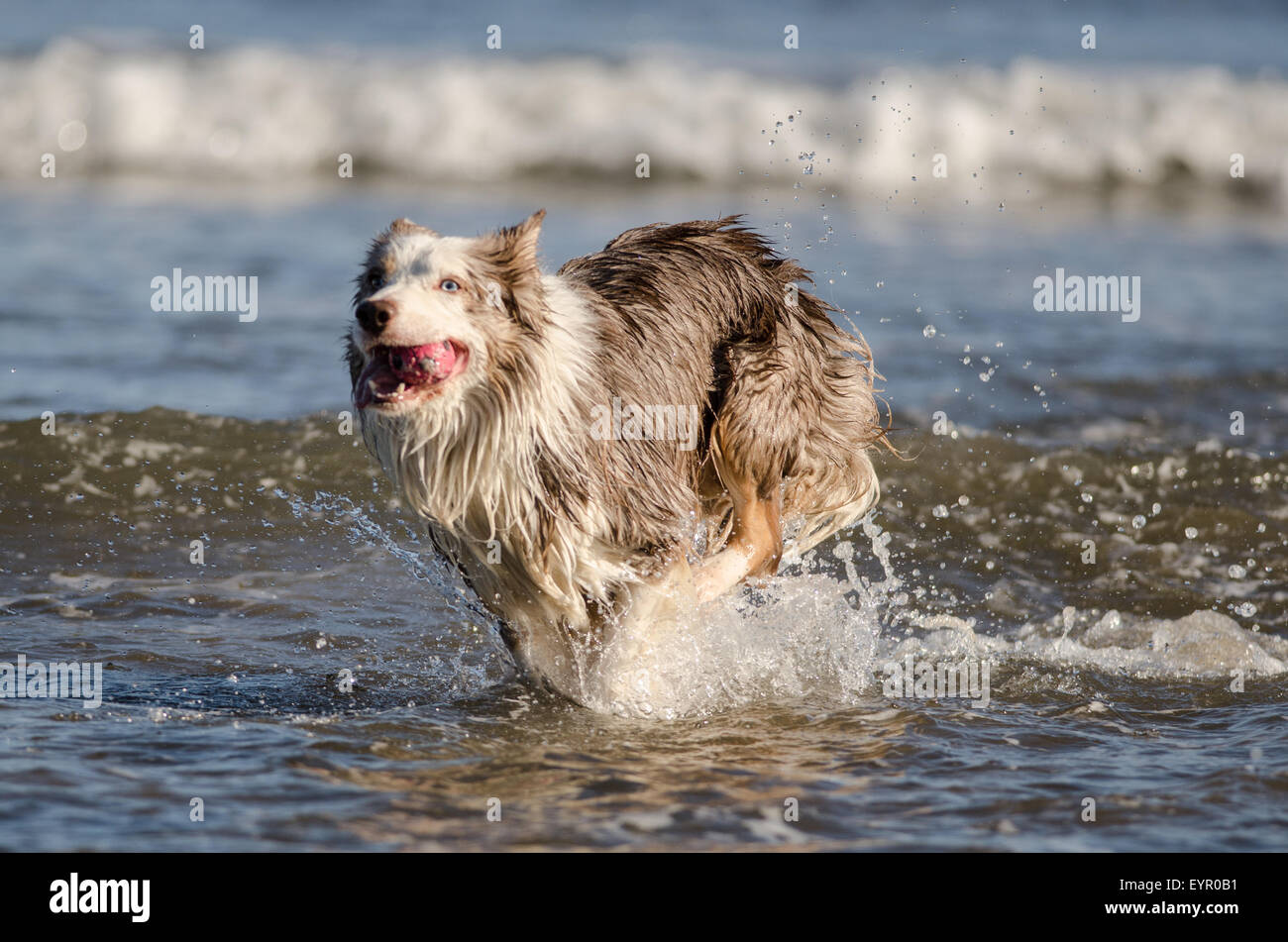 dog running water beach ,play, joy, run, cute, wet, ocean, retriever, action, golden, sand, healthy, splash, running, outdoor, Stock Photo