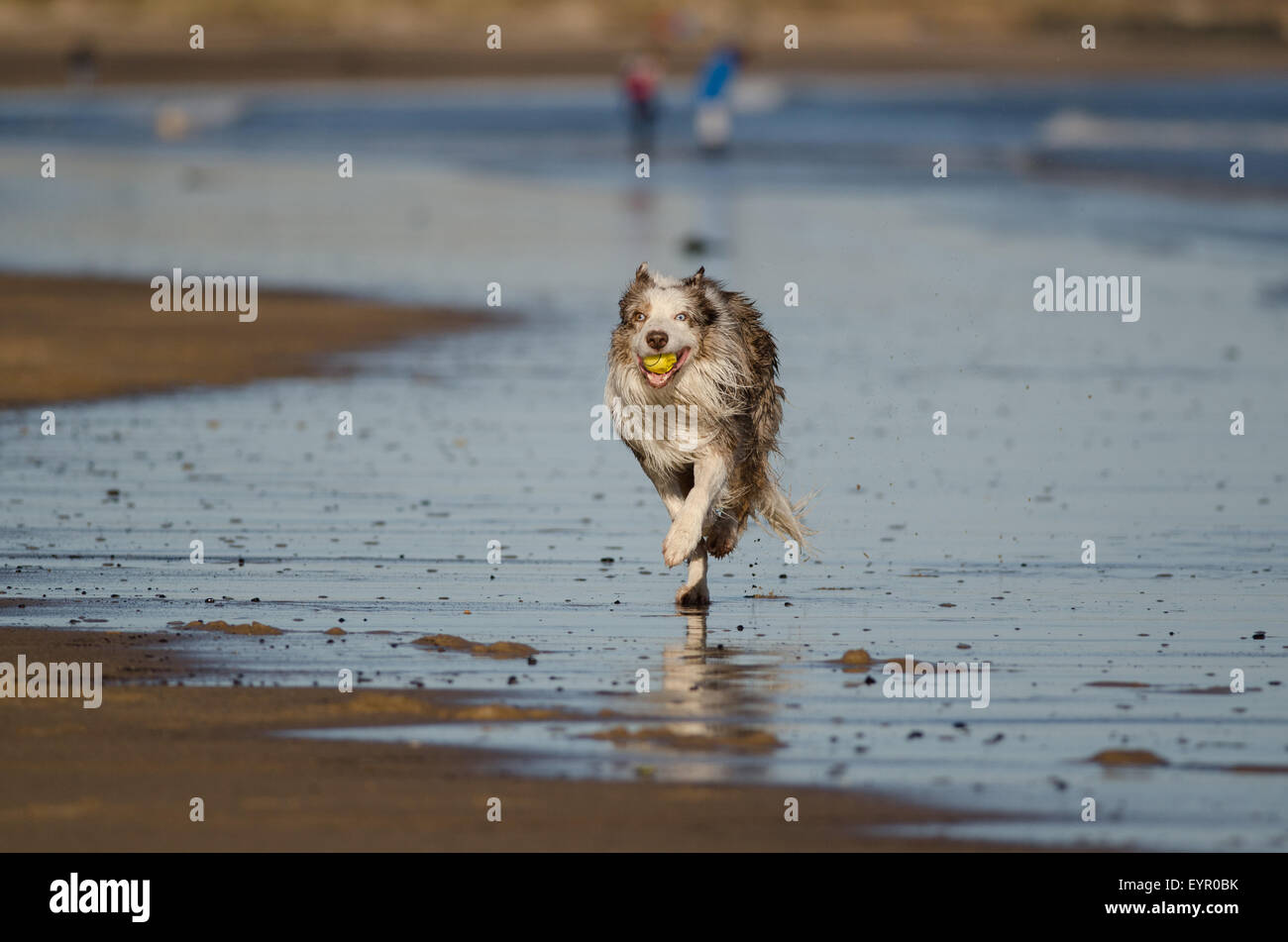 dog running  water beach ,play, joy, run, cute, wet, ocean, retriever, action, golden, sand, healthy, splash, running, outdoor, Stock Photo