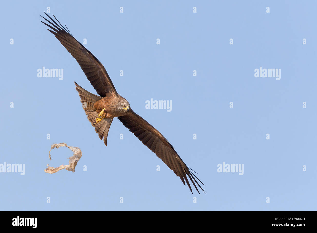 Black Kite, Flight, Basilicata, Italy (Milvus migrans) Stock Photo
