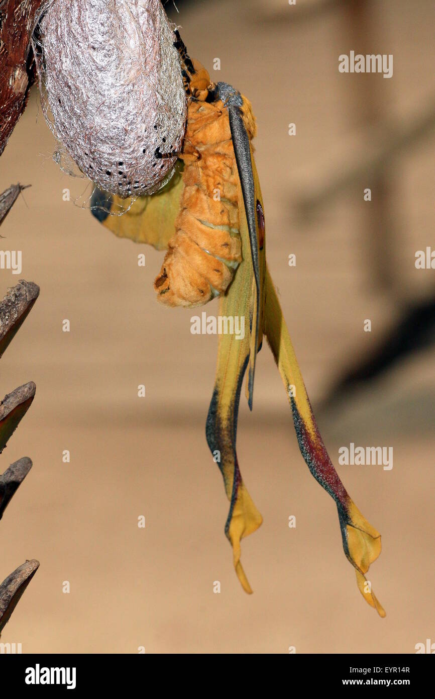 Closeup of a Madagascan Moon Moth or Comet Moth (Argema mittrei) Stock Photo