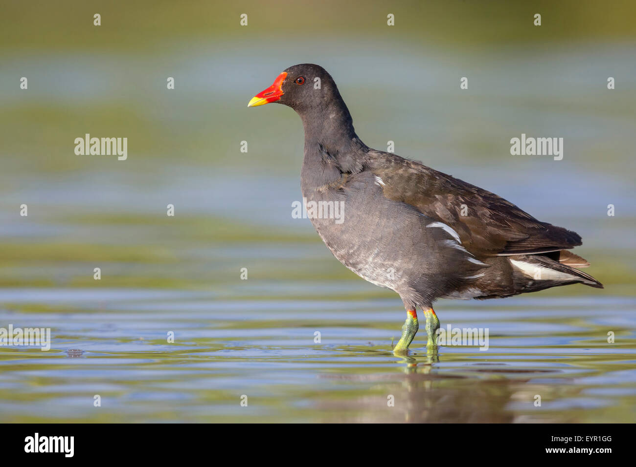 Common Moorhen, Adult standing in the water, Campania, Italy Stock Photo