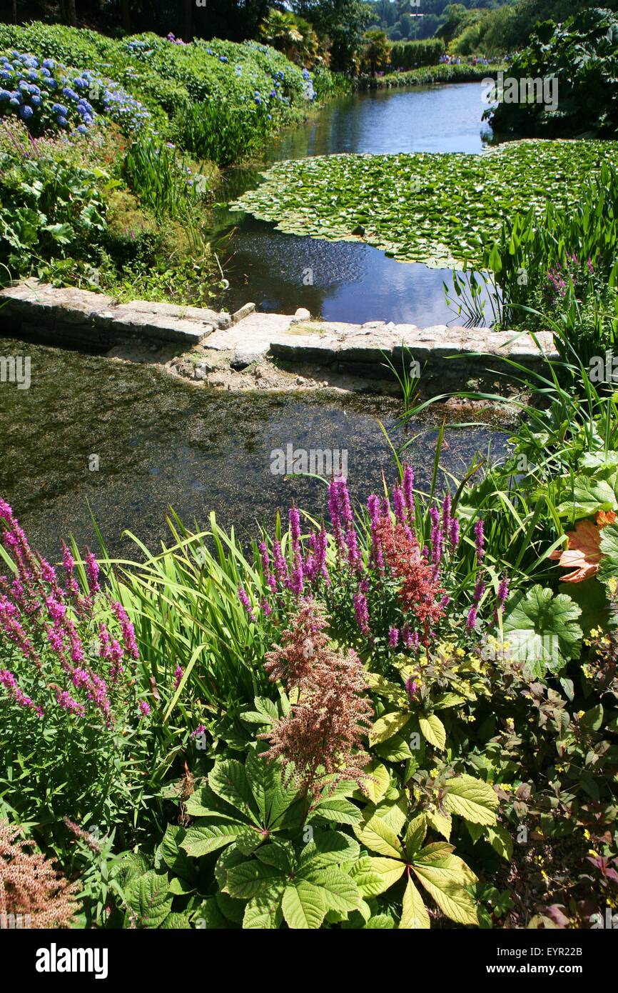 Trebah gardens Cornwall in August Stock Photo