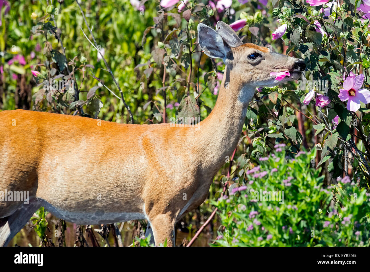 White-tailed Deer in the Marsh eating Flowers Stock Photo