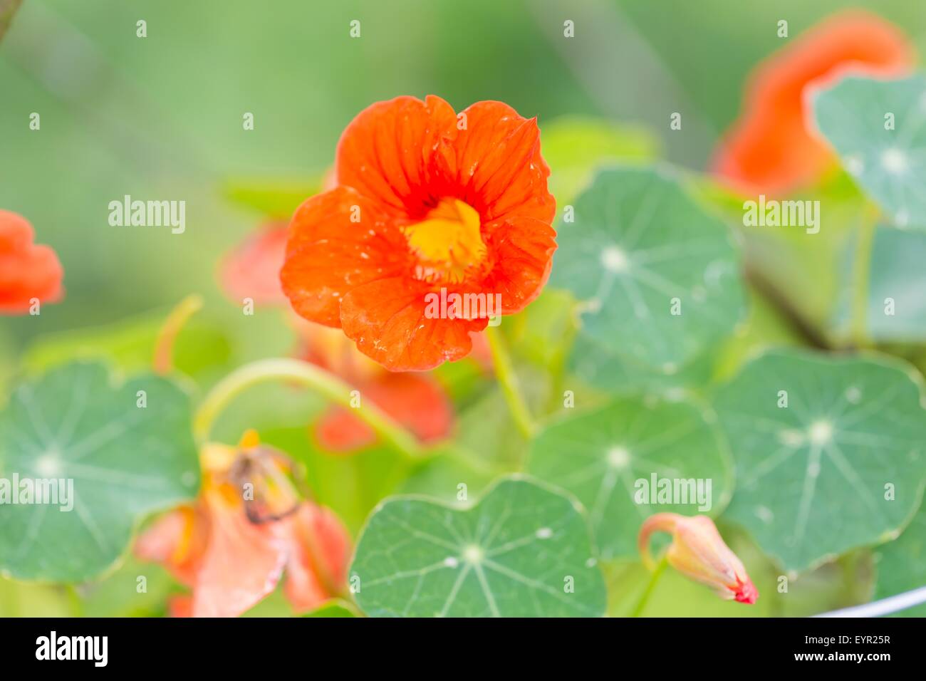 Beautiful nasturtium flowers blooming in garden. Close up of summertime flowers Stock Photo