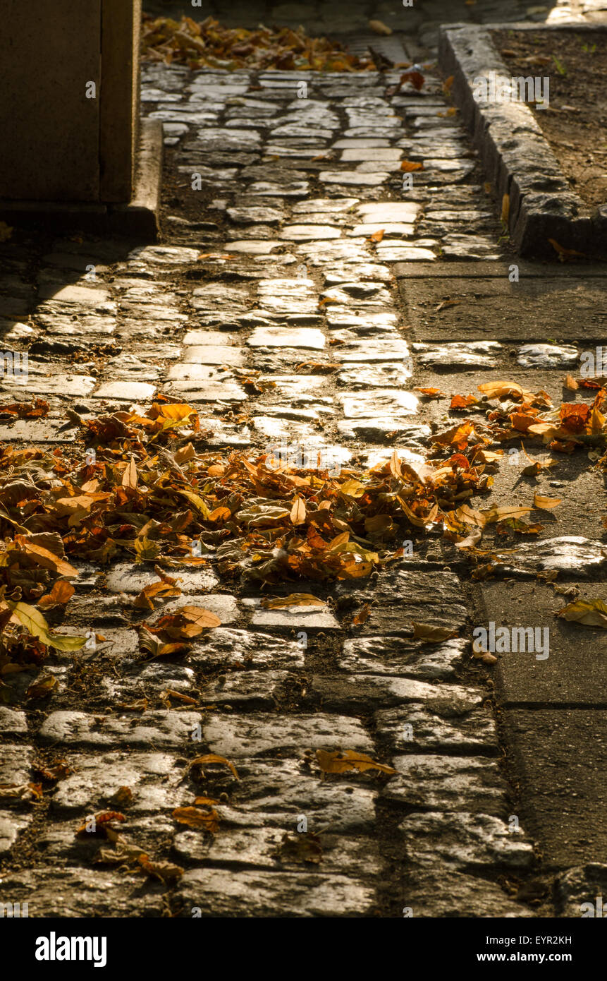 stone pavement with autumn leaves Stock Photo - Alamy