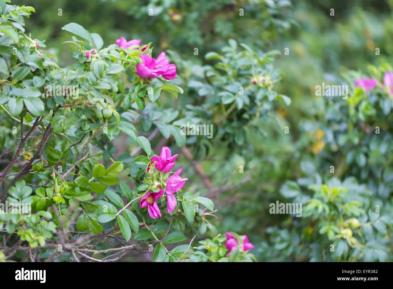 Wild rose bushes with flowers and fruits photographed in summertime