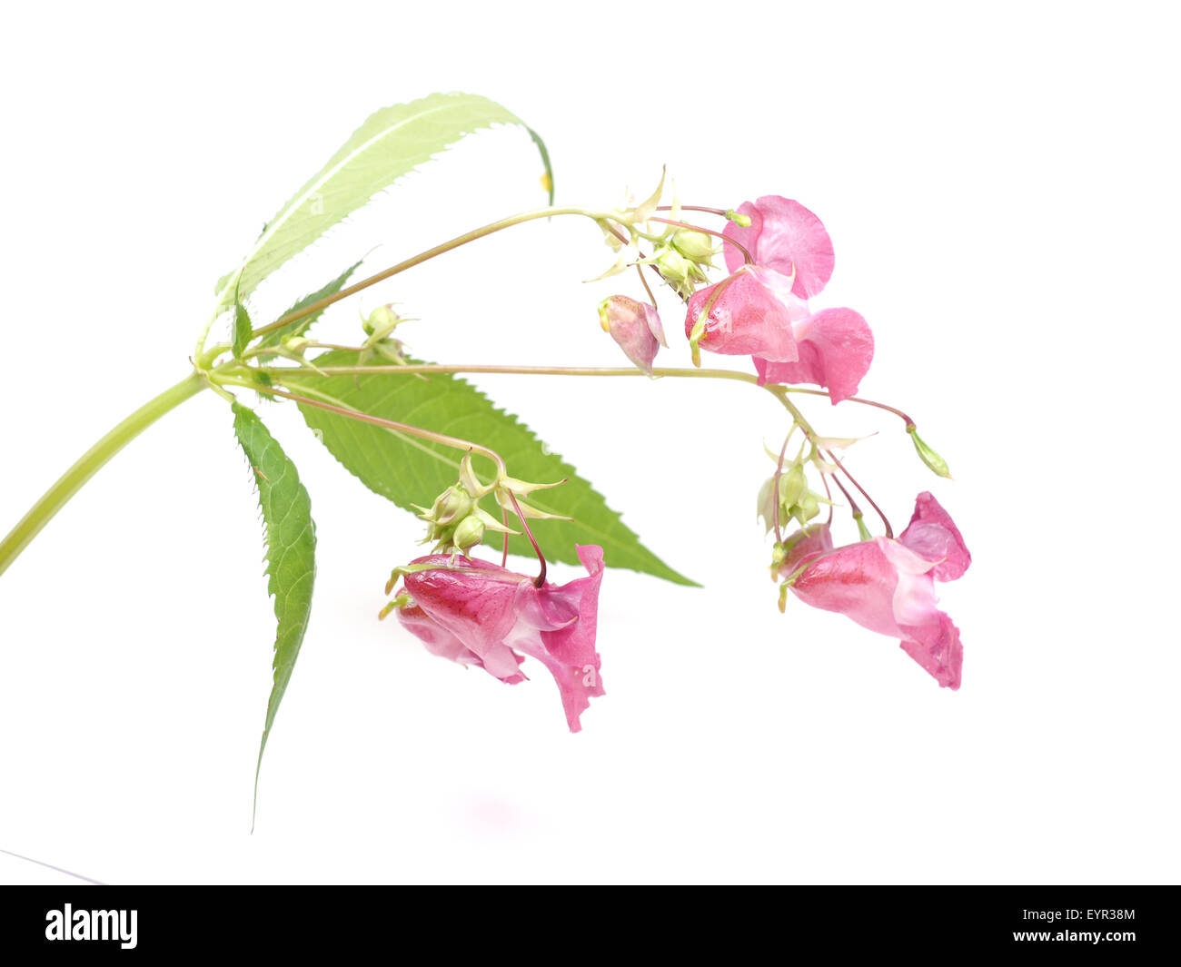 balsam flowers on a white background Stock Photo