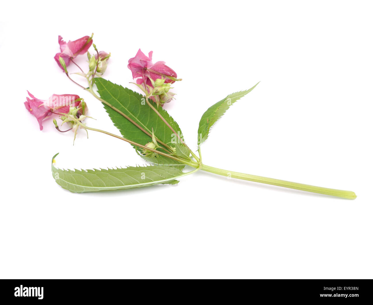 balsam flowers on a white background Stock Photo