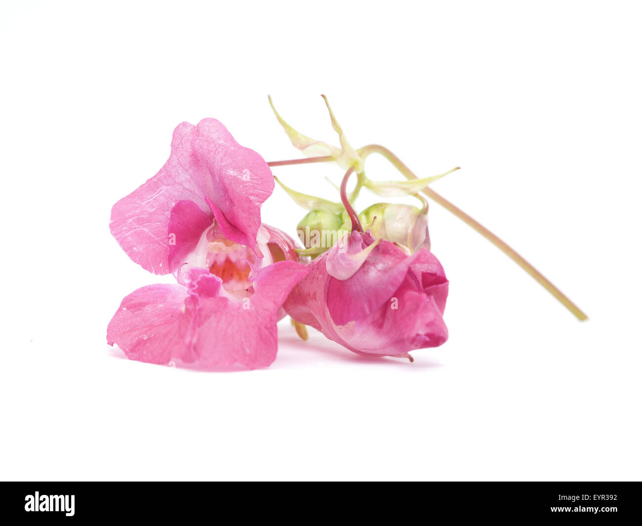 balsam flowers on a white background Stock Photo