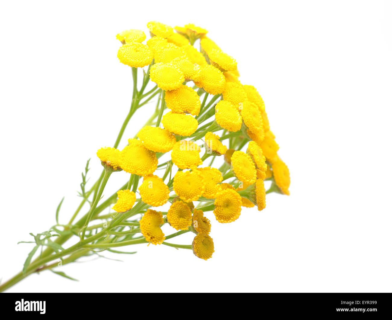 Tansy on a white background Stock Photo - Alamy