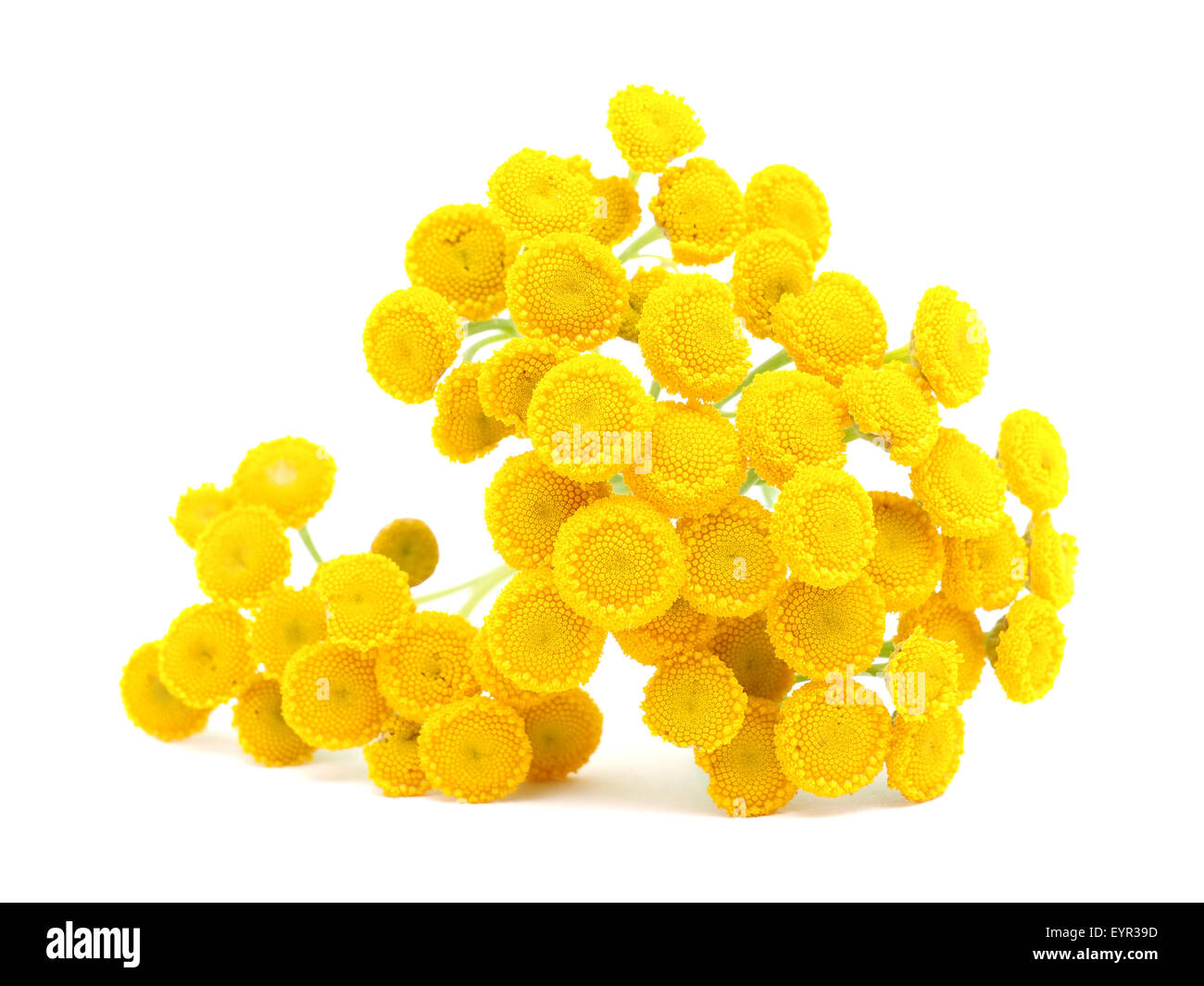 Tansy on a white background Stock Photo - Alamy