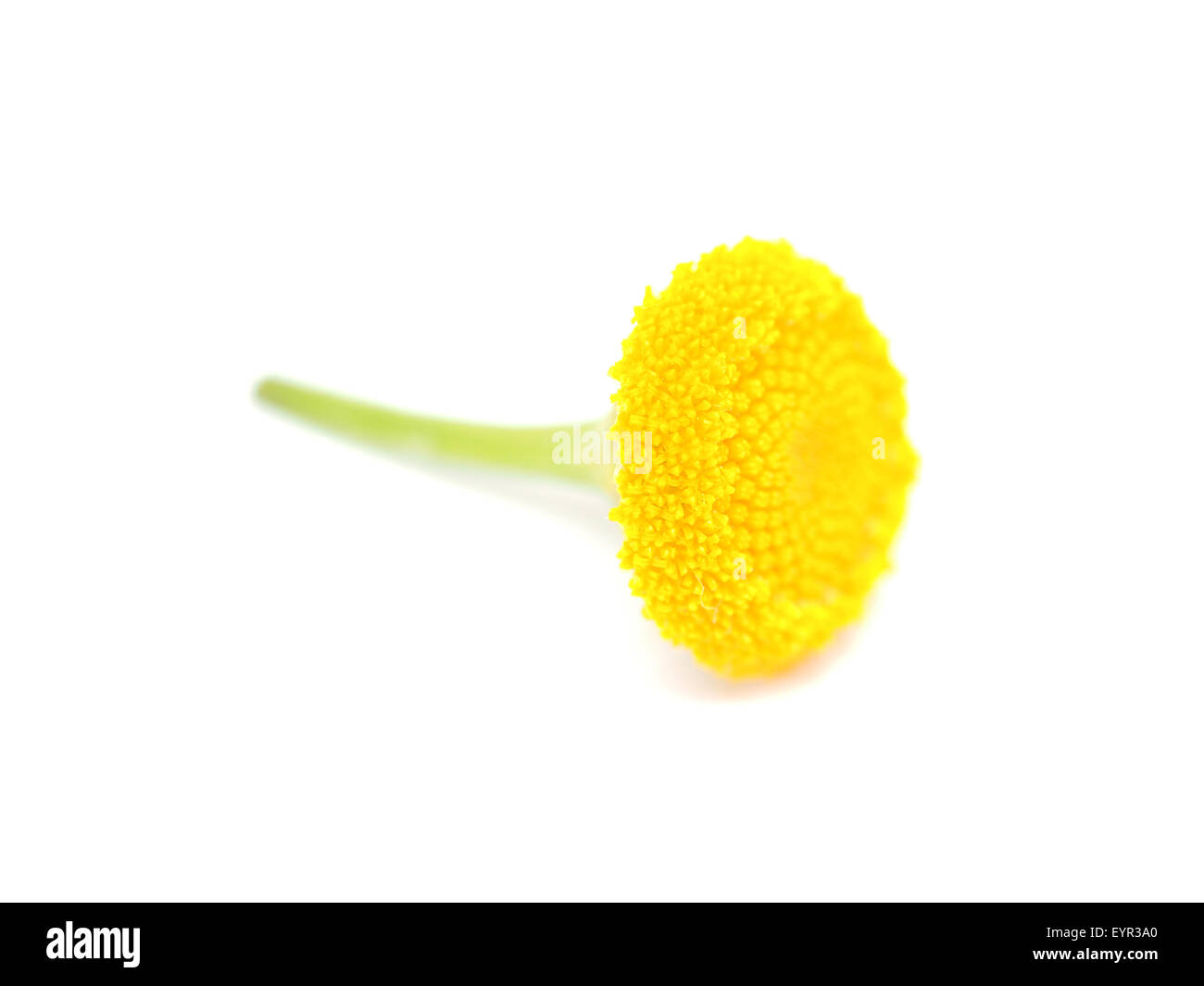 Tansy on a white background Stock Photo - Alamy