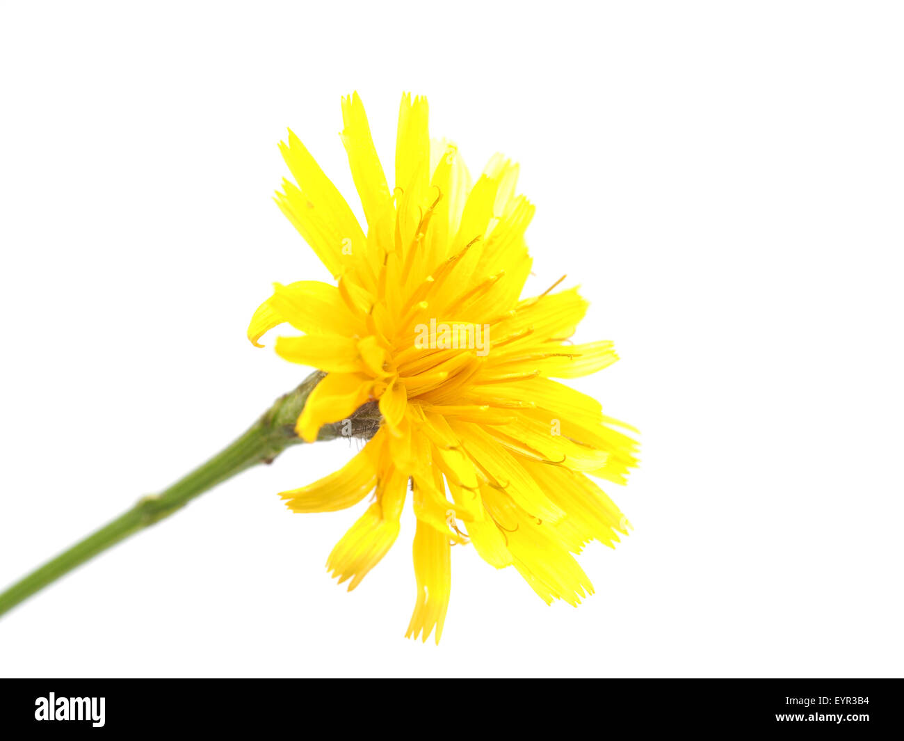 crepis flower on a white background Stock Photo