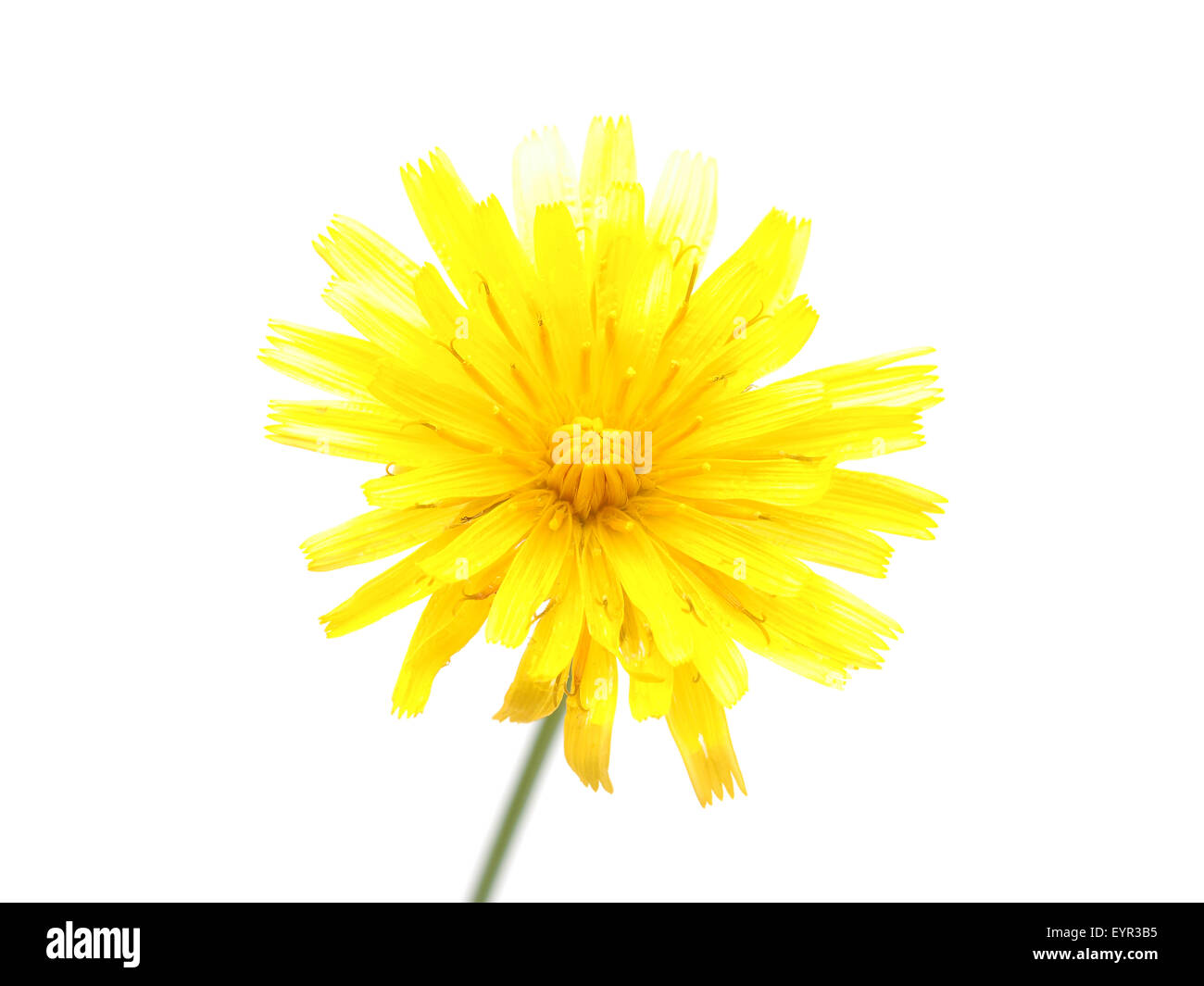 crepis flower on a white background Stock Photo