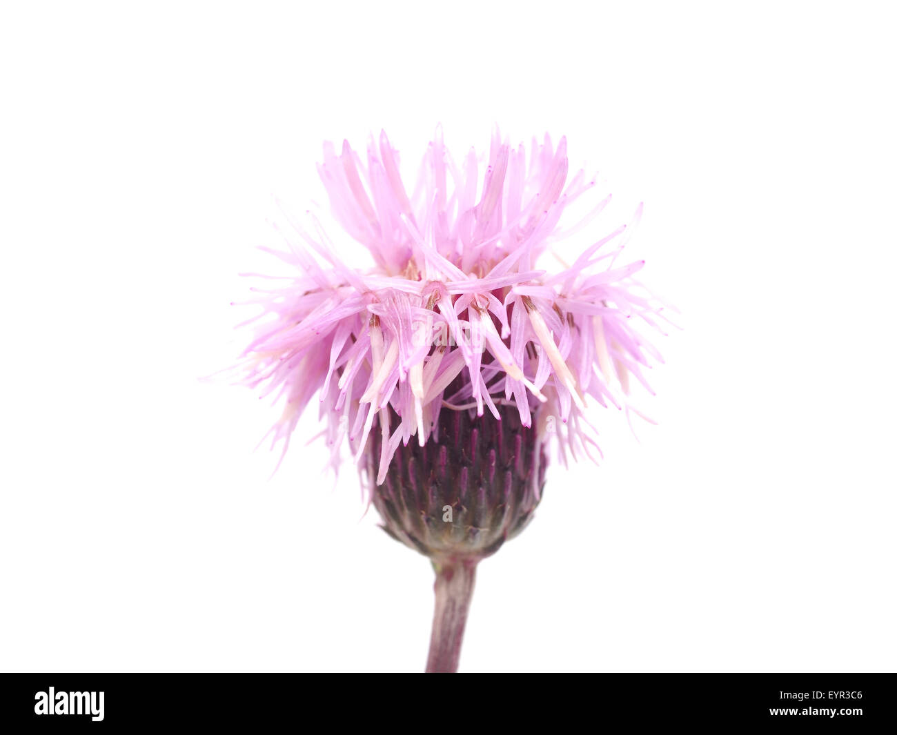 sow-thistle flowers on a white background Stock Photo