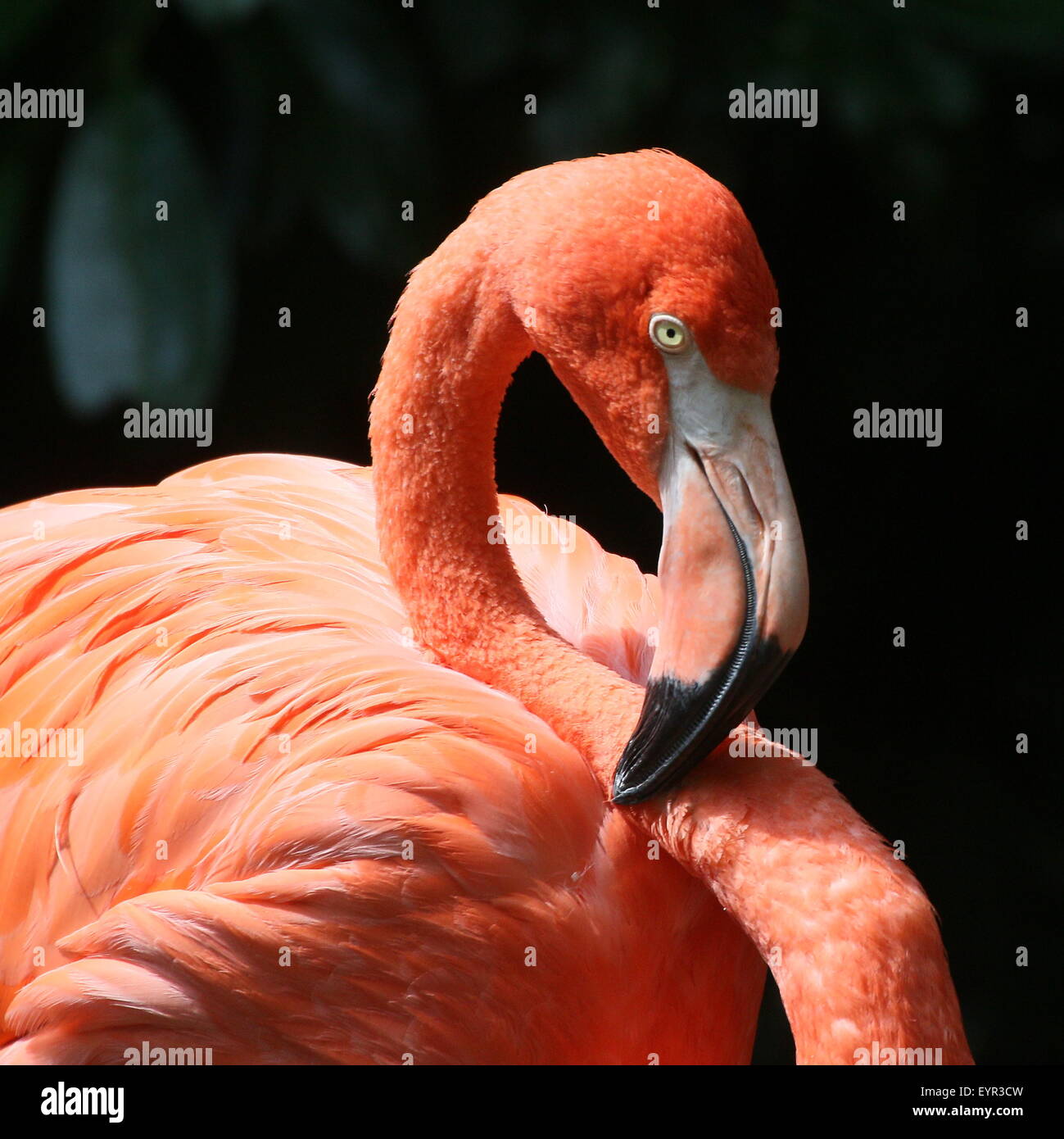 American or Caribbean flamingo ( Phoenicopterus ruber), closeup of the head Stock Photo