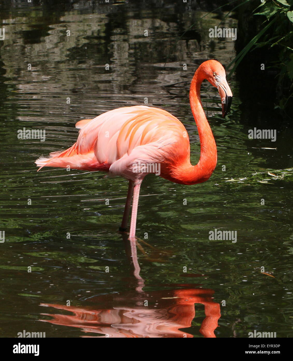 American or Caribbean flamingo (Phoenicopterus ruber) Stock Photo