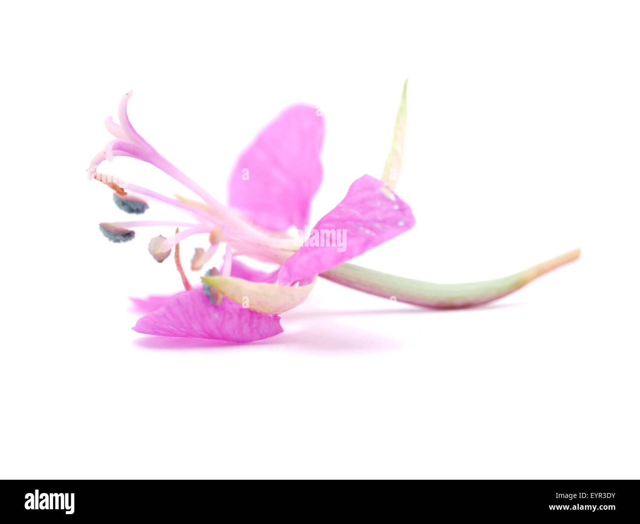 willow-flower tea on a white background Stock Photo