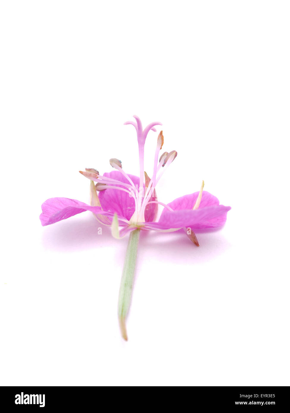 willow-flower tea on a white background Stock Photo