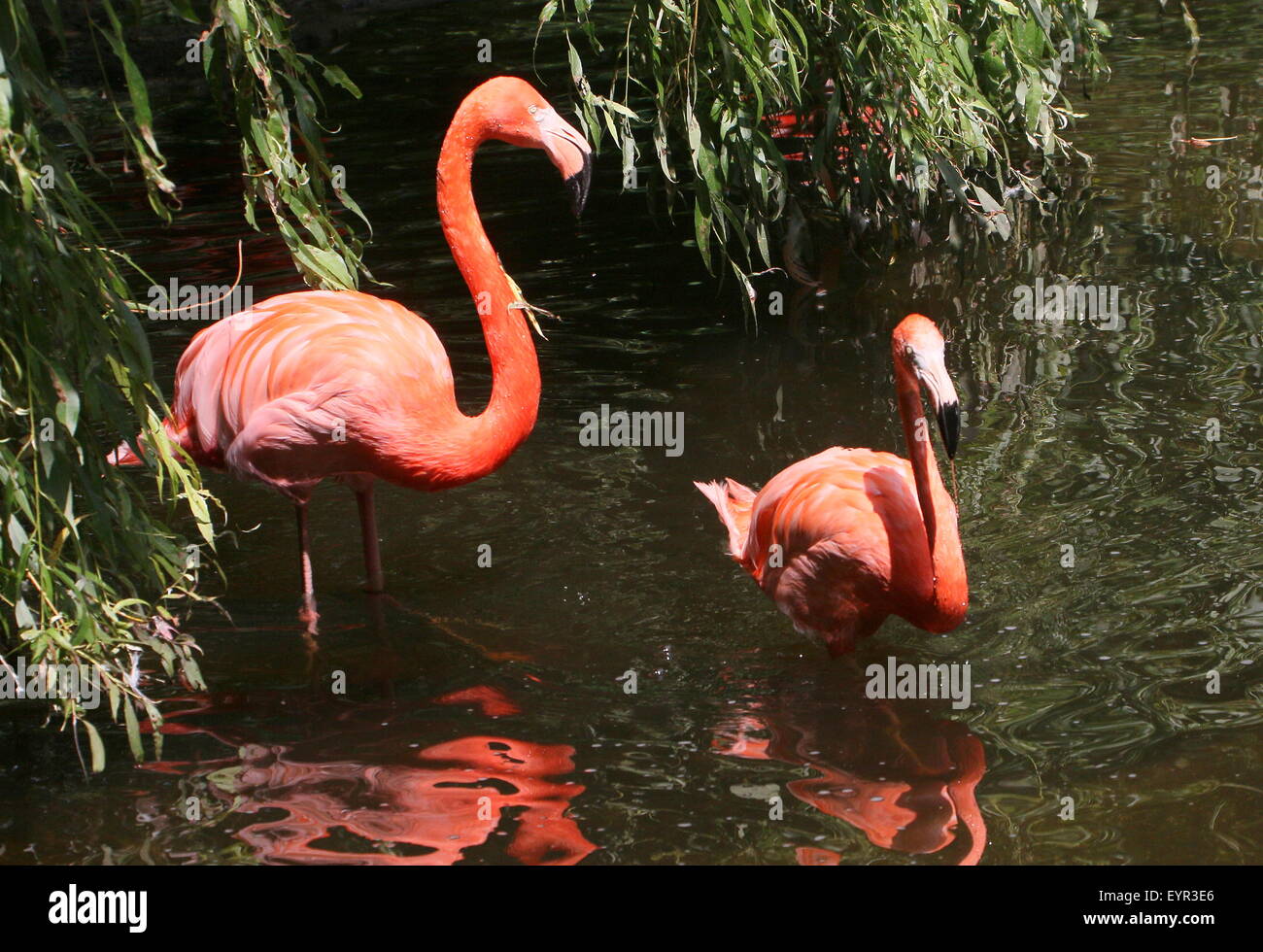 Two American or Caribbean flamingos (Phoenicopterus ruber) foraging in a stream Stock Photo