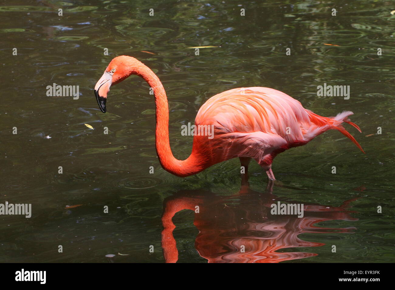 American or Caribbean flamingo (Phoenicopterus ruber) foraging in a stream Stock Photo