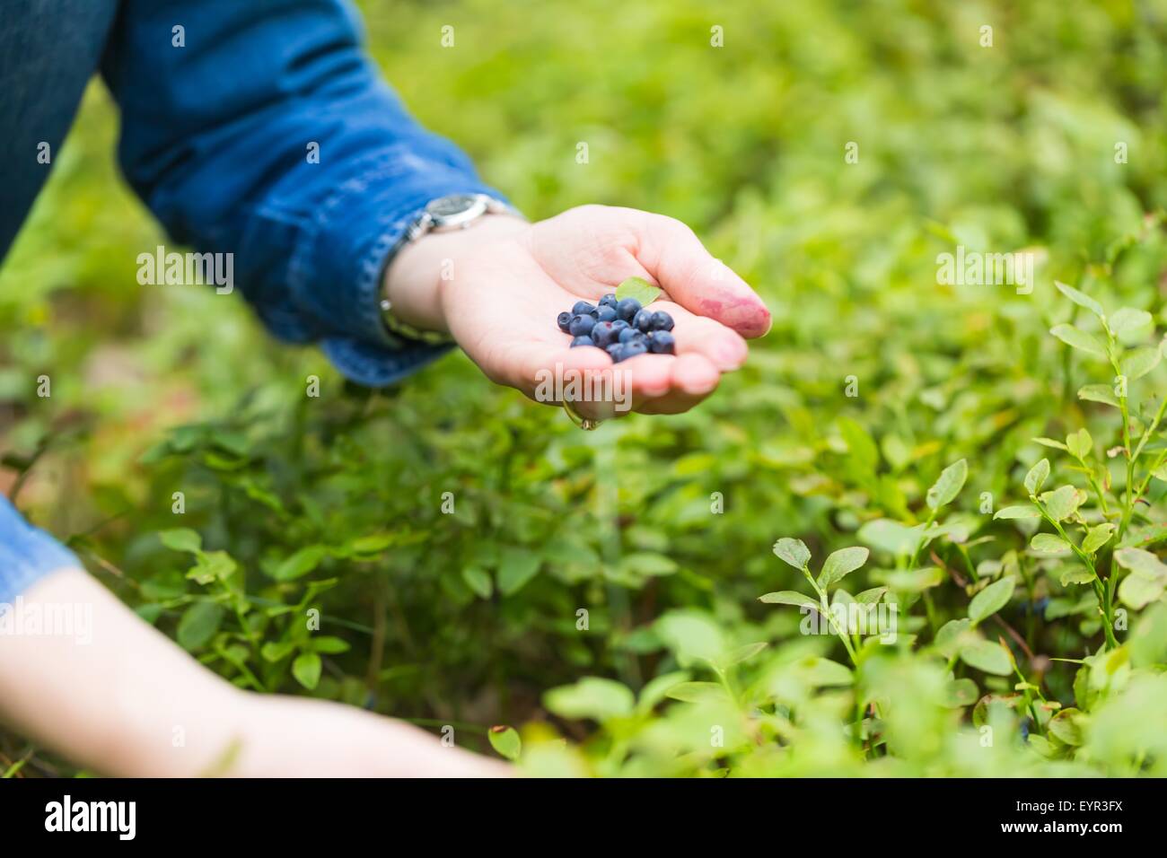 Blueberry bushes in the forest and woman hands picking blueberries. Close up of forest fruits Stock Photo