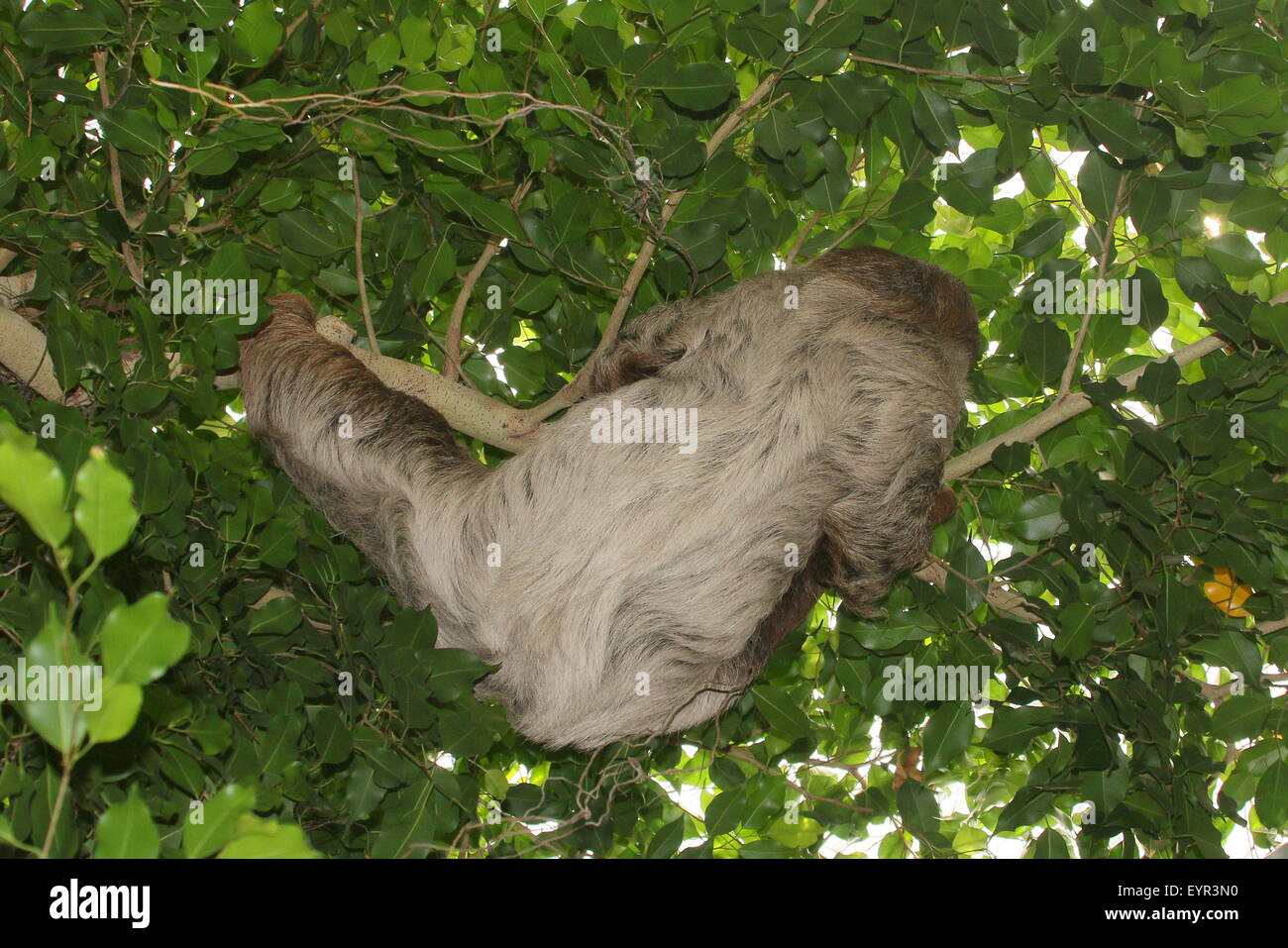 South American Linnaeus's two toed sloth or Southern two-toed sloth (Choloepus didactylus) Stock Photo