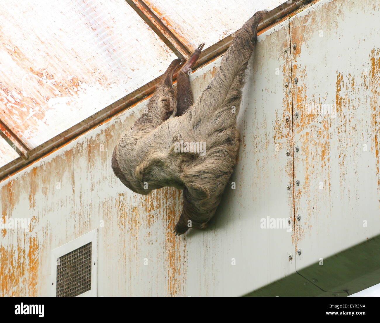 South American Linnaeus's two toed sloth or Southern two-toed sloth (Choloepus didactylus) at Dierenpark Emmen Zoo, Netherlands Stock Photo