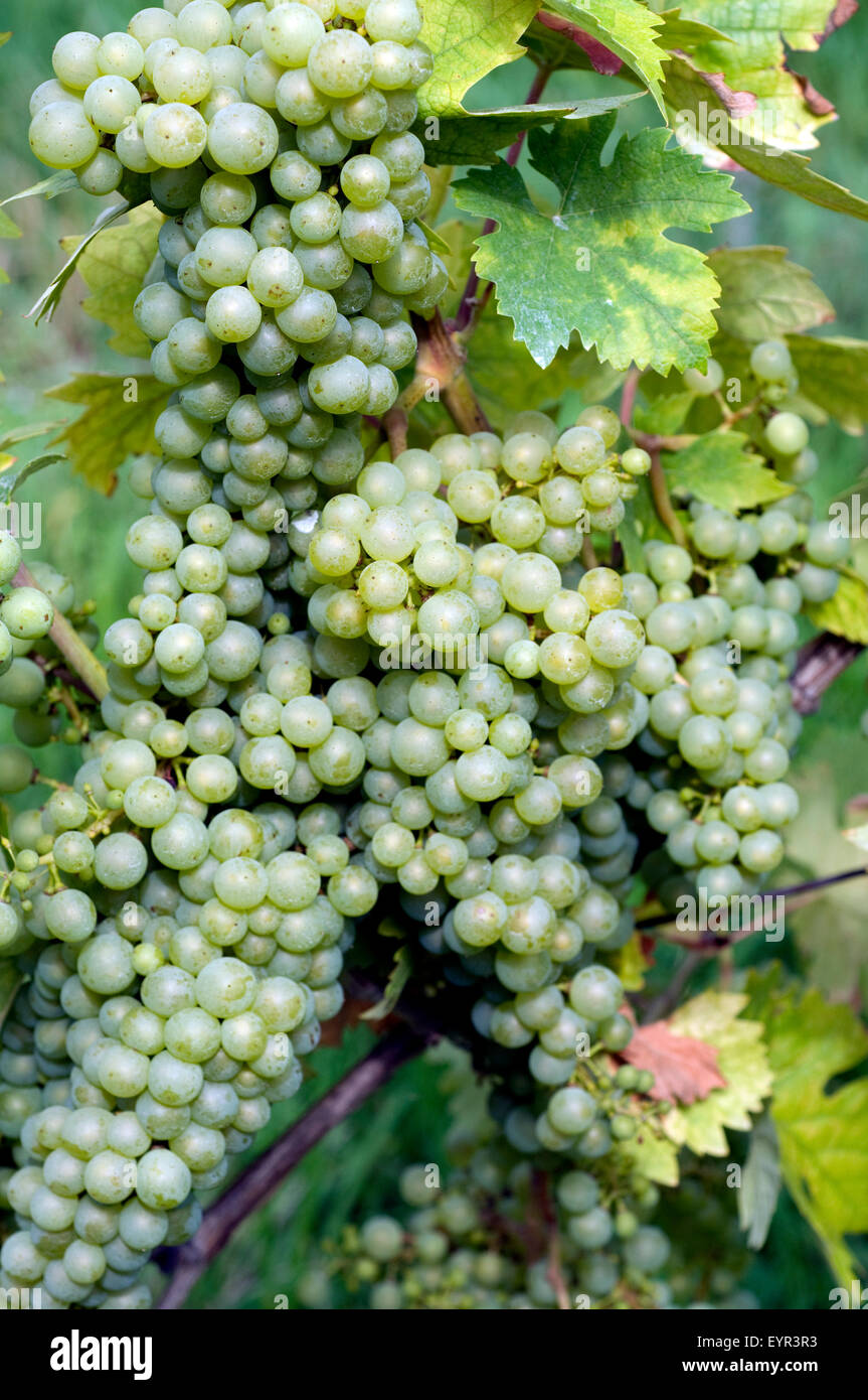 Banat Riesling, Banat Rizling, Banati, Wein, Weinpflanzen, Reben, Fruechte, Beeren, Obst, Stock Photo