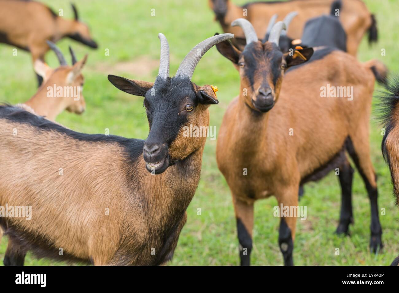 Herd of goats on pasture. Farm animal photographed on pasture in morning light Stock Photo