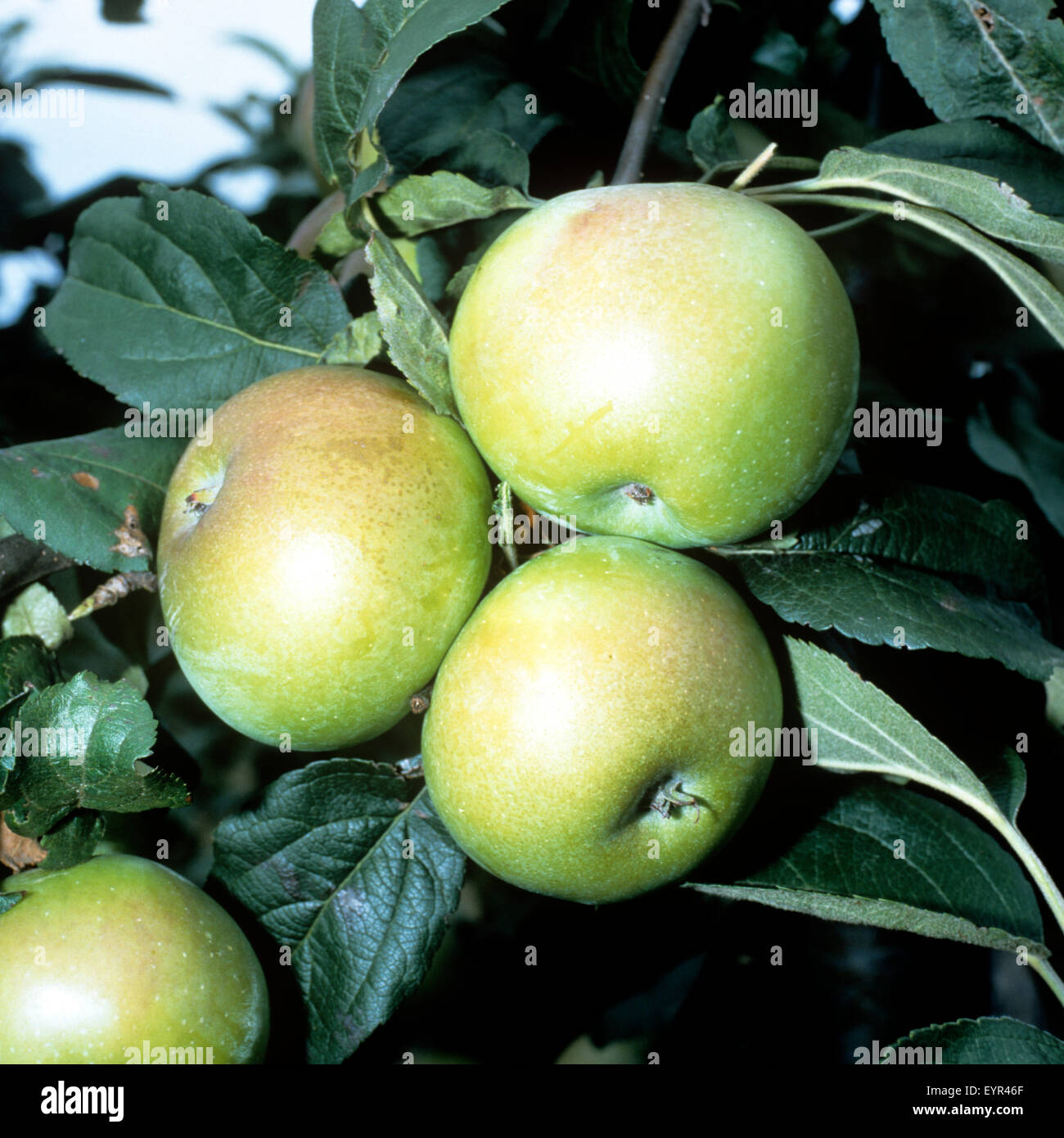 Brettacher; Apfel; Apfelsorte, Apfel, Kernobst, Obst, Stock Photo