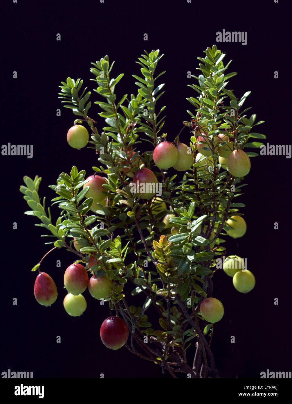 Cranberry, Vaccinium macrocarpon, Nord-Amerikanischen Cranberry, Heilpflanzen, Fruechte, Obst, Stock Photo