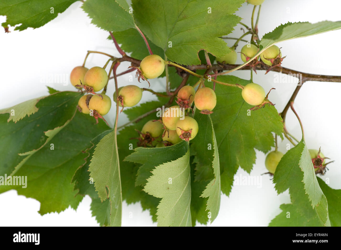Elsbeere, Sorbus torminalis, Birne, Pyrus communis, Birnenbaum, Birnen, Stock Photo