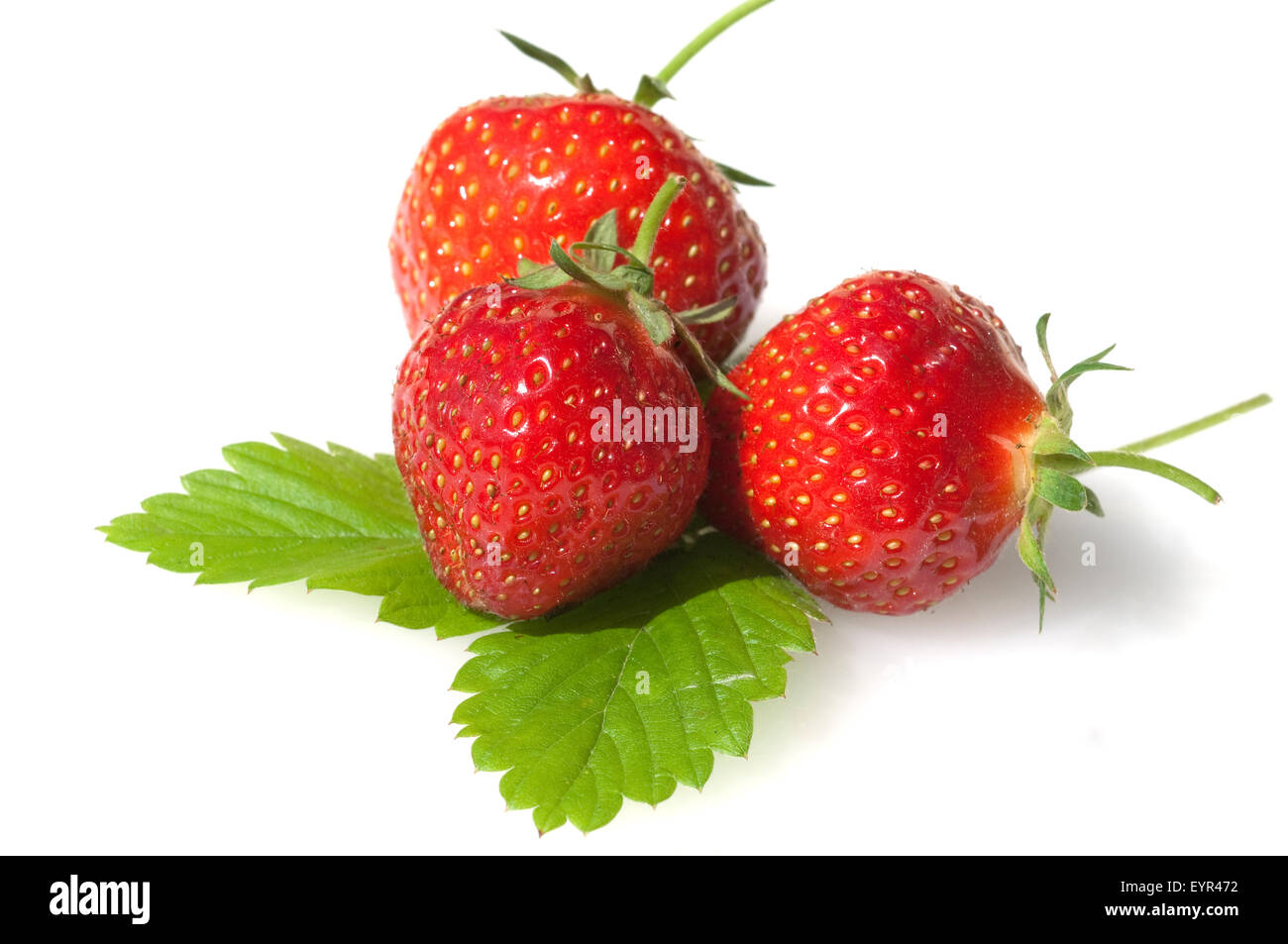 Erdbeere, Fragaria x ananassa, Beerenobst, Stock Photo