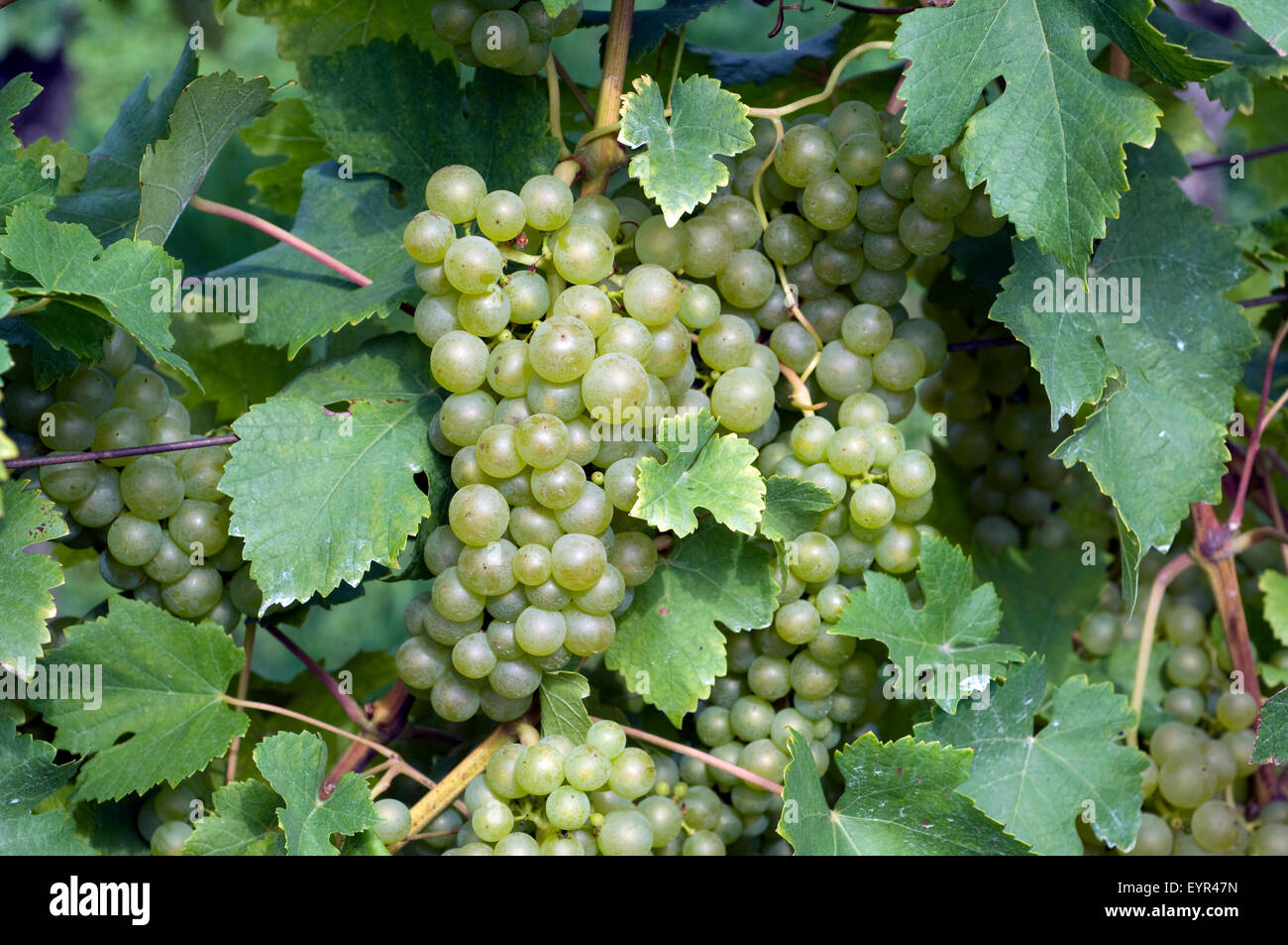 Fendant; Gutedel; Weisse Weintrauben, Wein, Weinpflanzen, Reben, Fruechte, Beeren, Obst, Stock Photo
