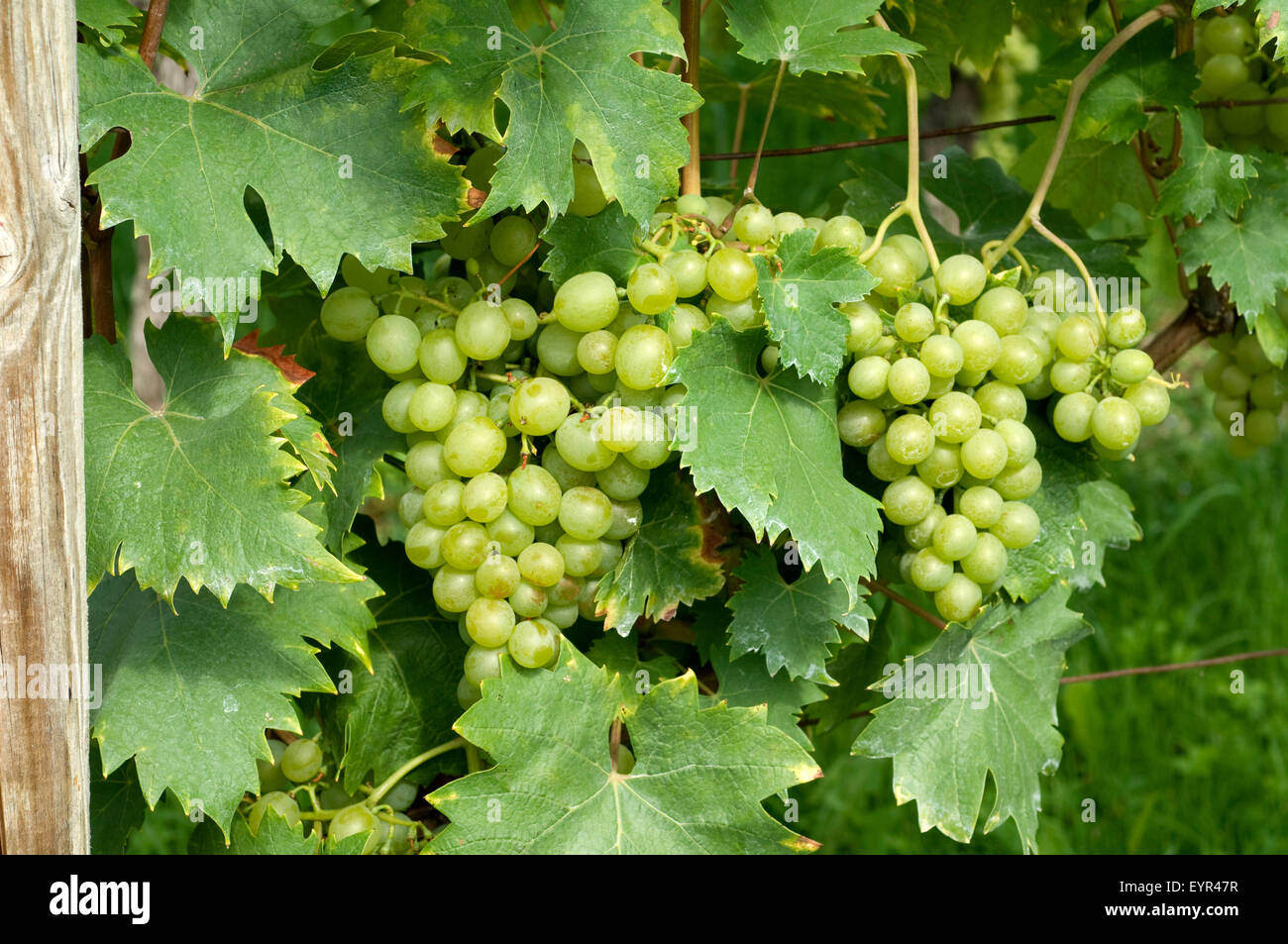 Gloria Hungariae, Weisse Weintrauben, Wein, Weinpflanzen, Reben, Fruechte, Beeren, Obst, Stock Photo