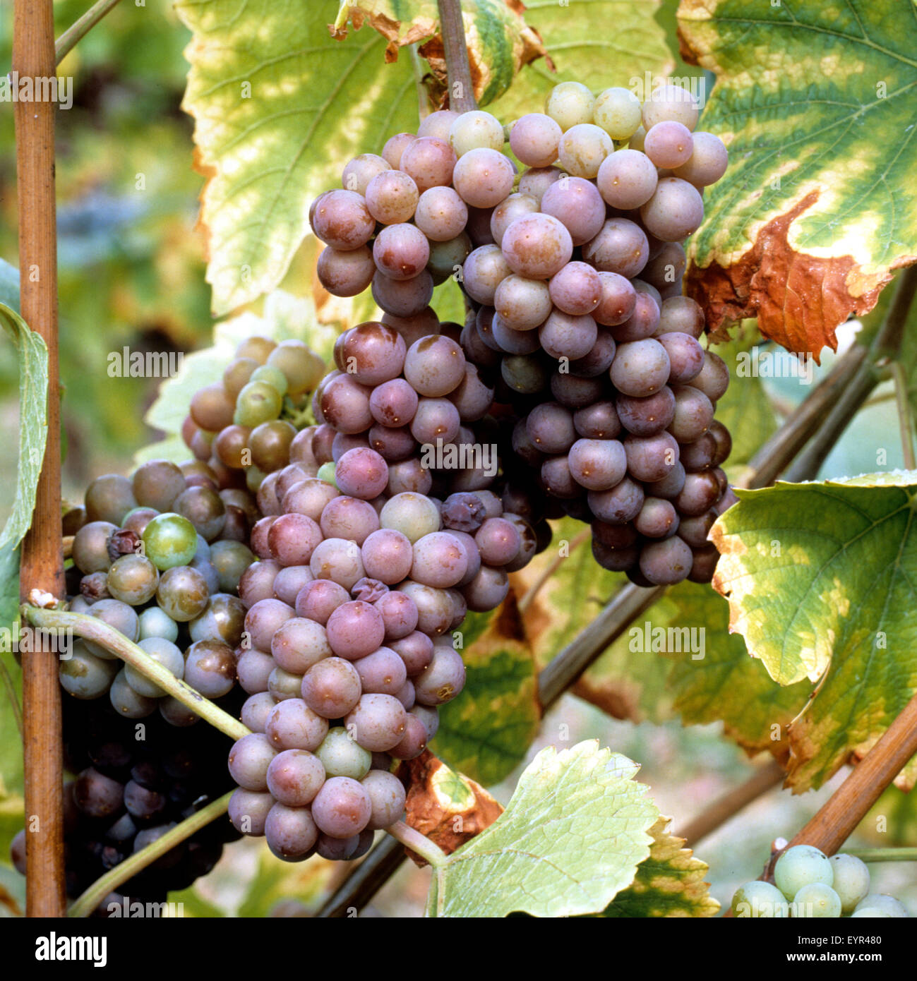 Grauer Burgunder, Wein, Weinpflanzen, Reben, Fruechte, Beeren, Obst, Stock Photo