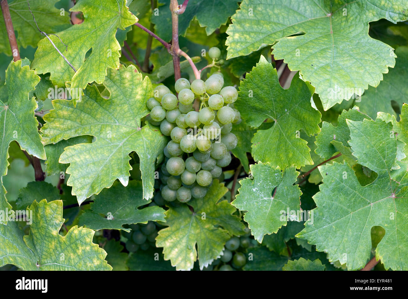 Gruener Veltiner, Weisse Weintrauben, Wein, Weinpflanzen, Reben, Fruechte, Beeren, Obst, Stock Photo
