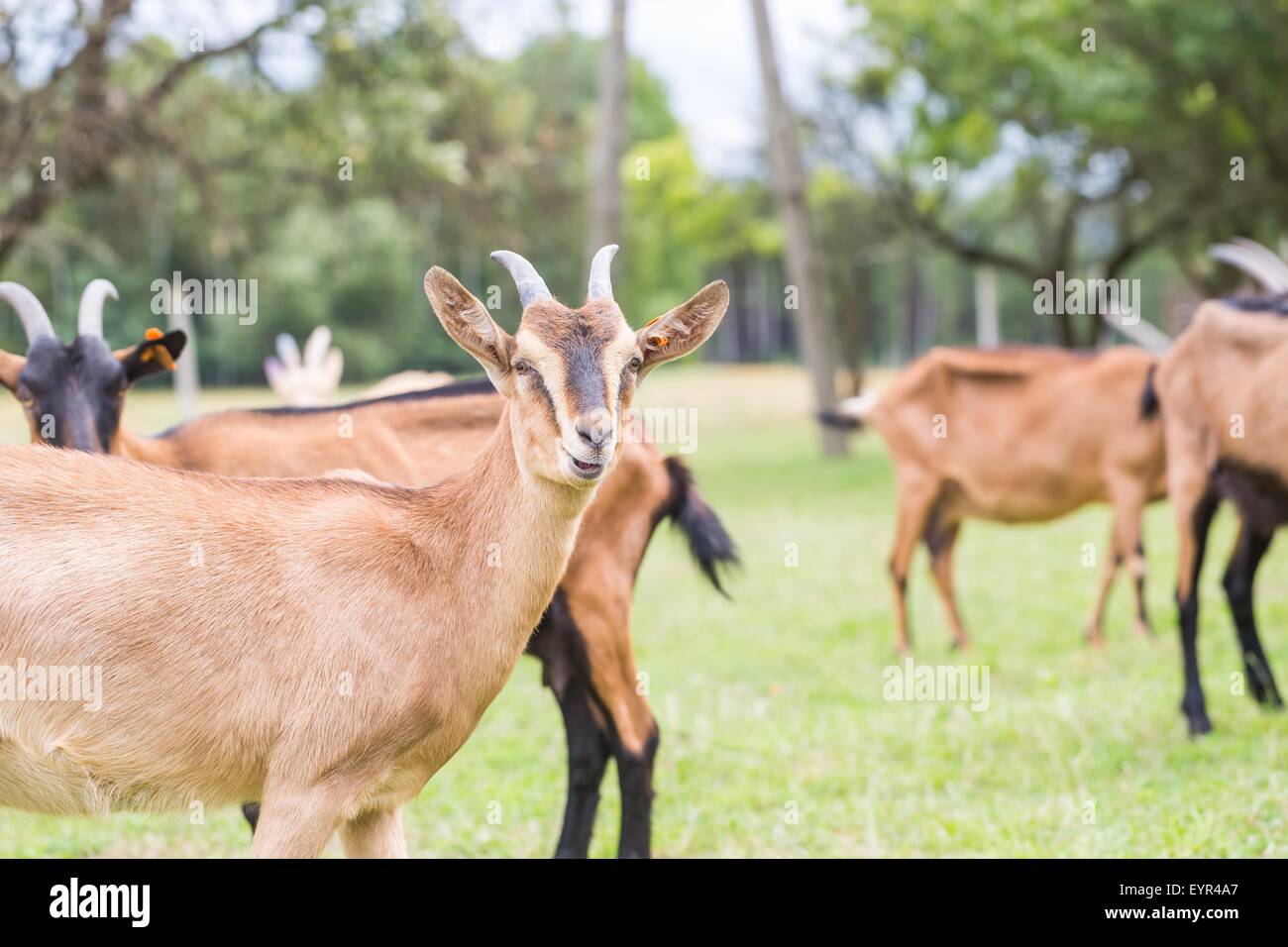 Herd of goats on pasture. Farm animal photographed on pasture in morning light Stock Photo