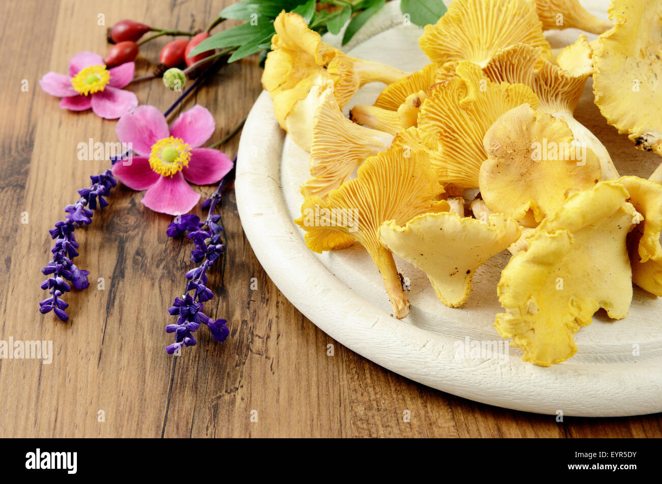 golden chanterelle mushrooms with sage flower on a wooden table with anemone flowers Stock Photo